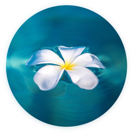Plumeria Flower Button - Decloacking